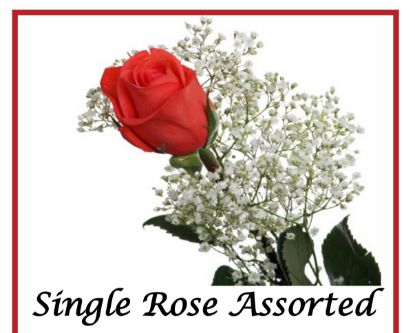 Picture of Valentine's Day Single Rose